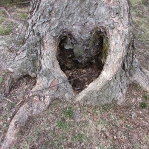 Meet your Posher, Layna